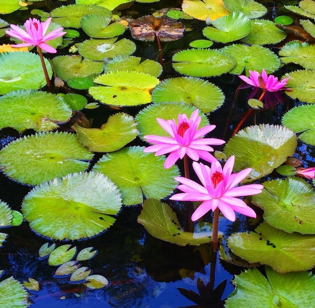 pink flowers on water